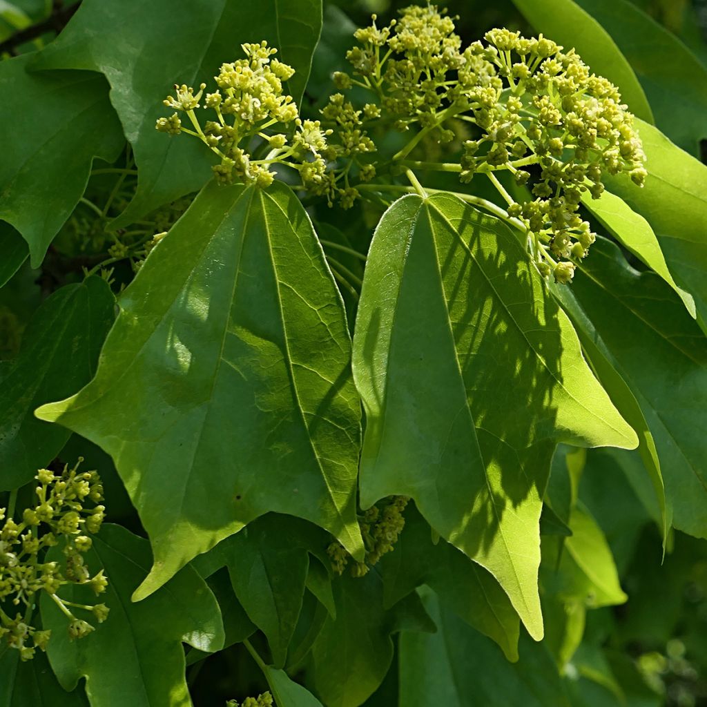 Acer buergerianum (zaad) - Drietandesdoorn