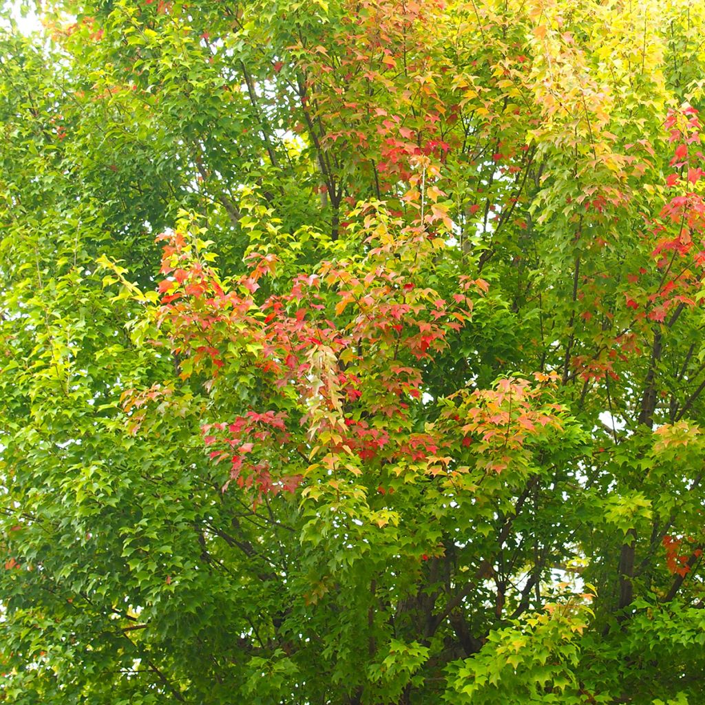 Acer buergerianum (zaad) - Drietandesdoorn