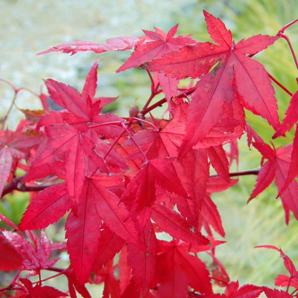 Acer palmatum Redwine - Japanse esdoorn