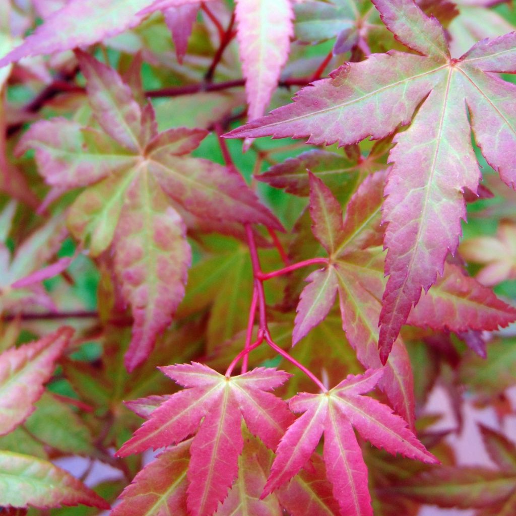 Acer palmatum Redwine - Japanse esdoorn