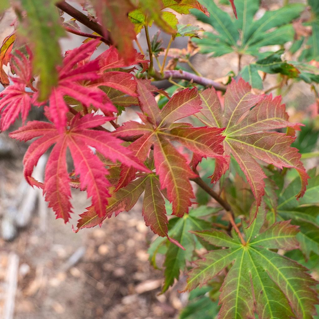Erable du Japon - Acer pseudosieboldianum North Wind