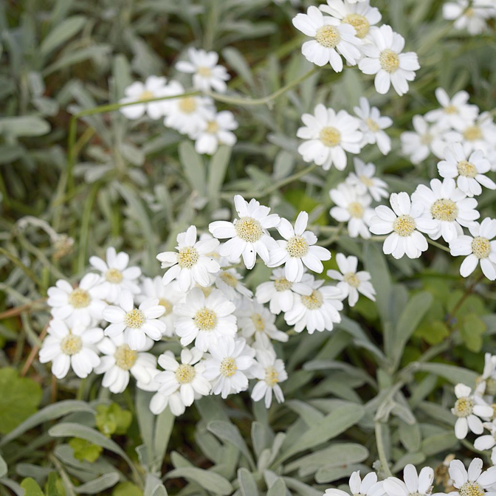 Achillea ageratifolia - Grieks duizendblad