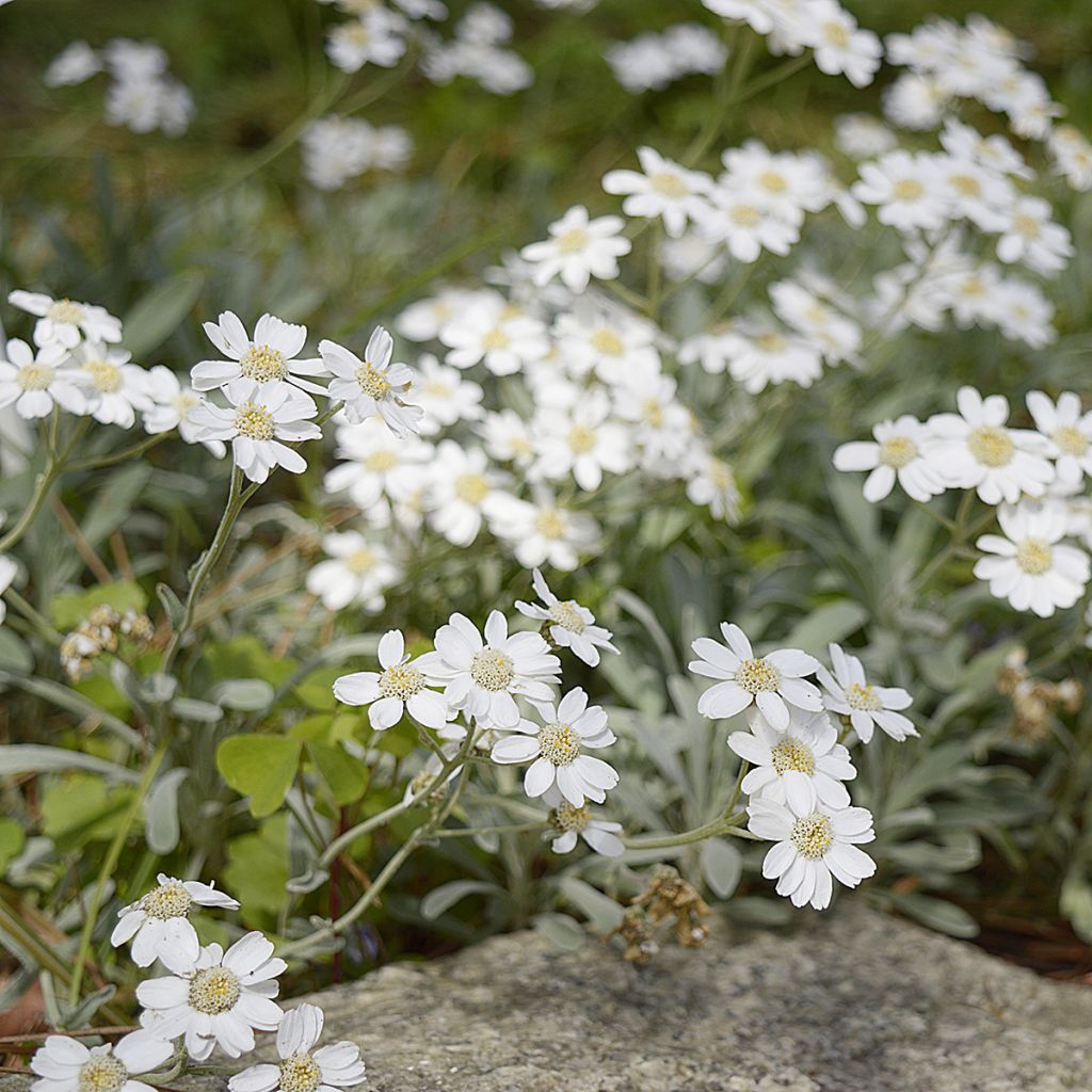 Achillea ageratifolia - Grieks duizendblad
