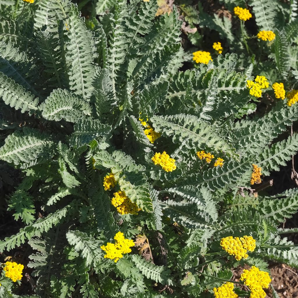 Achillea clypeolata - Duizendblad