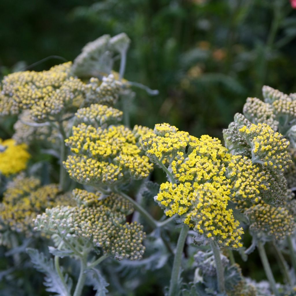 Achillea hybride Little Moonshine - Duizendblad