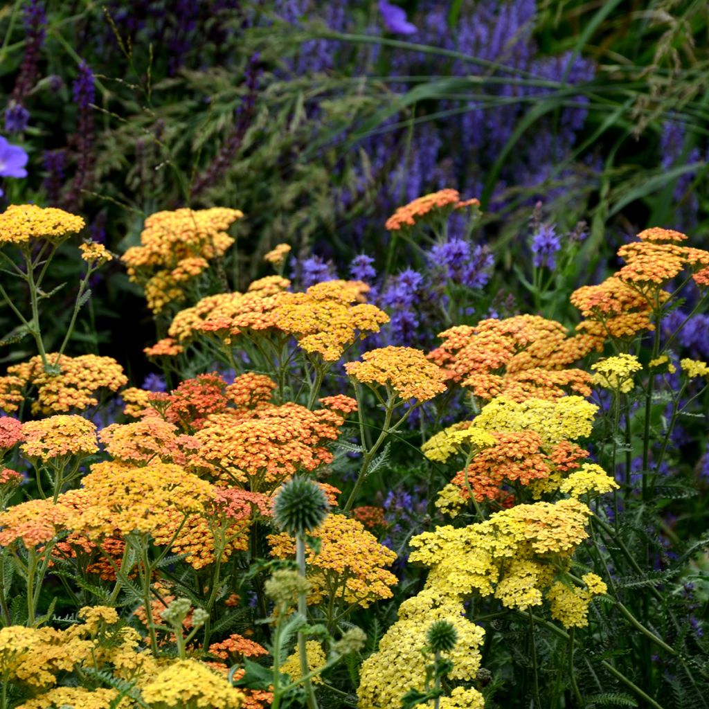 Achillea millefolium Desert Eve Terracotta - Duizendblad