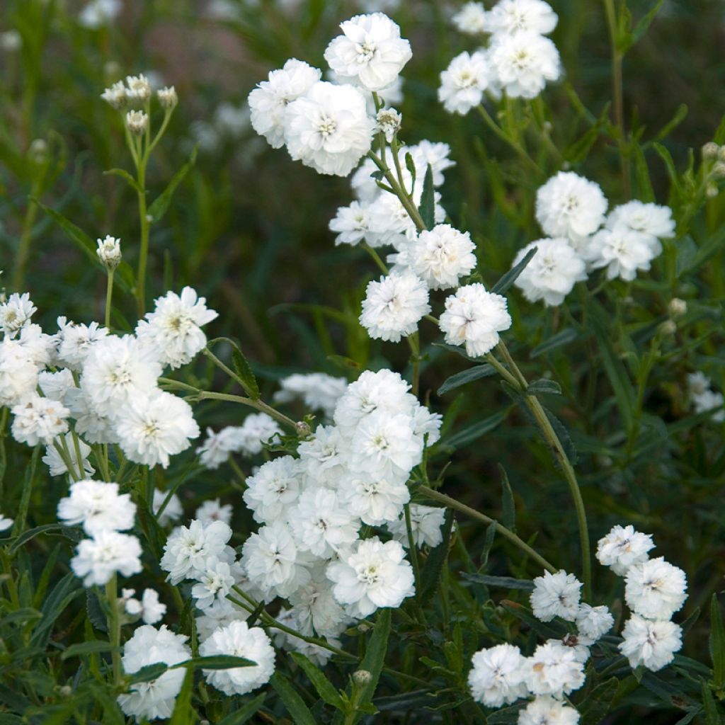 Achillea ptarmica Boule de Neige - Wilde bertram