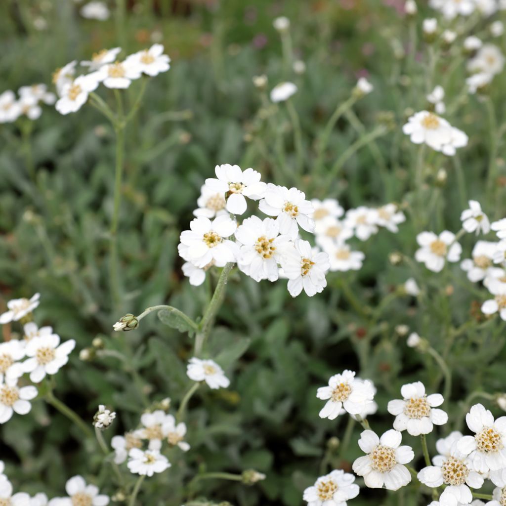Achillea umbellata - Duizendblad