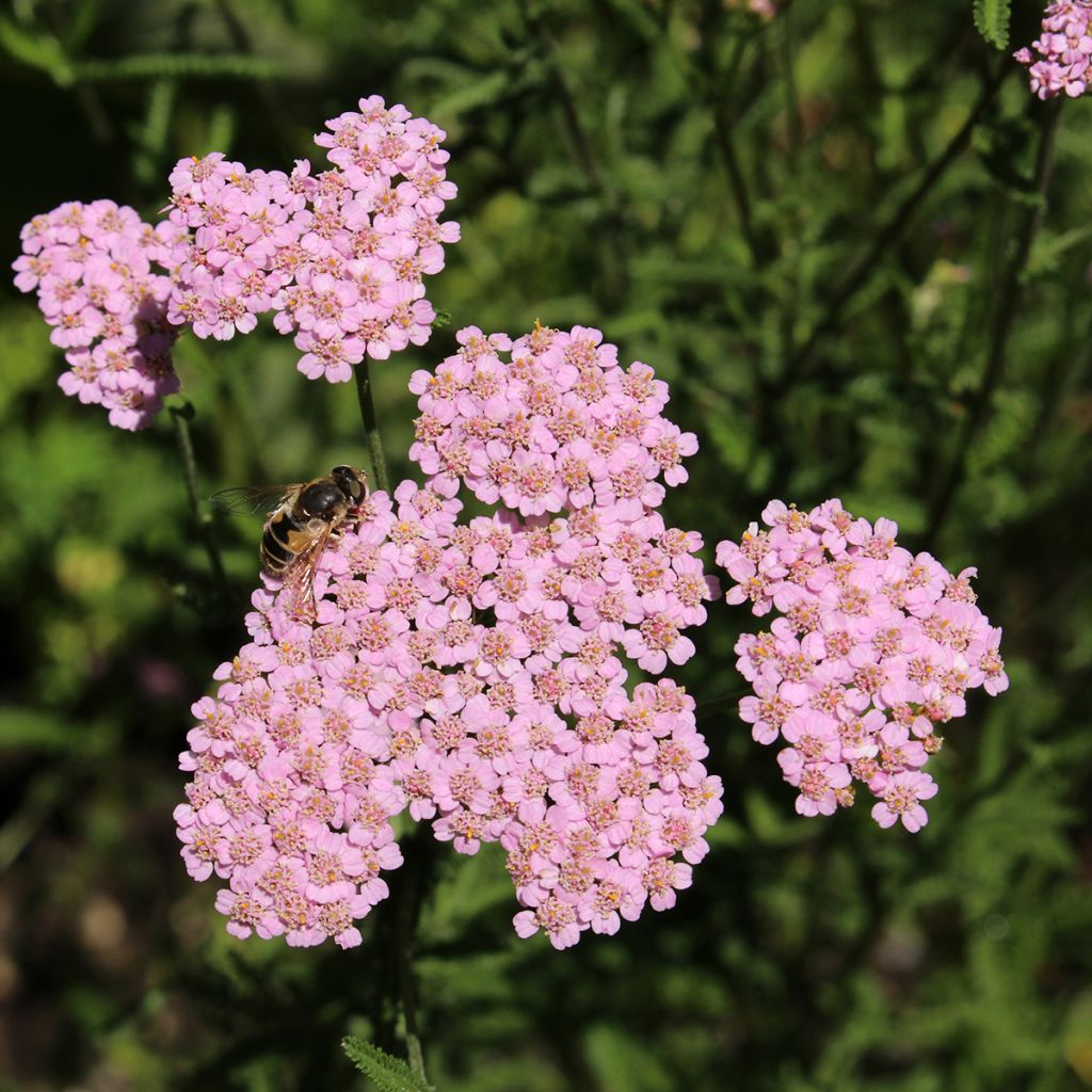 Achillea asplenifolia - Duizendblad