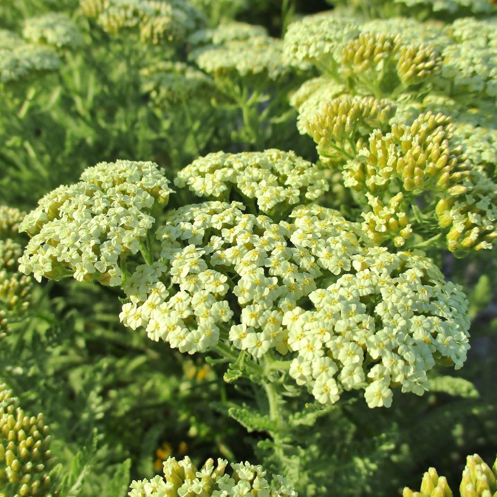 Achillea crithmifolia - Duizendblad
