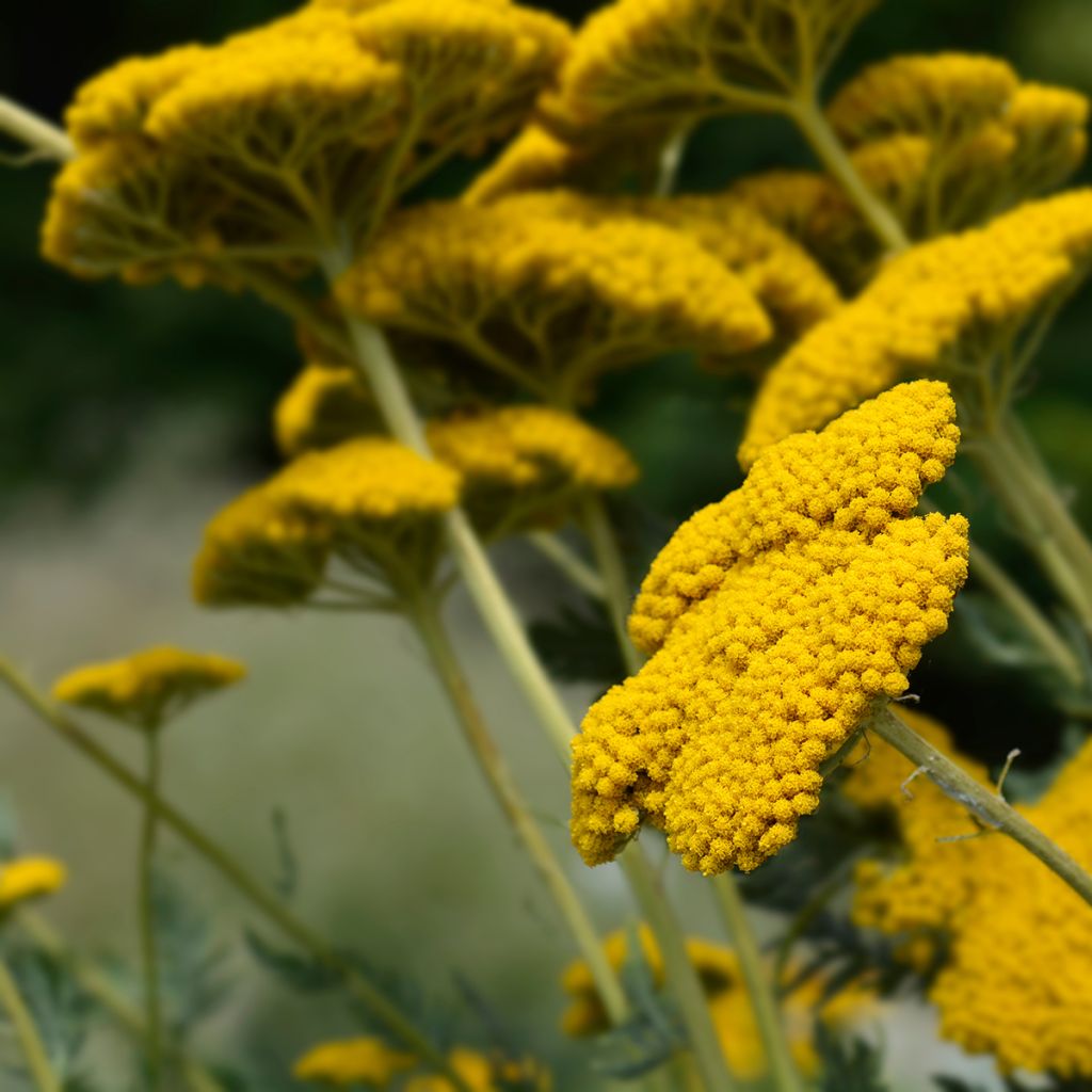 Achillea filipendulina Parker's Variety - Duizendblad