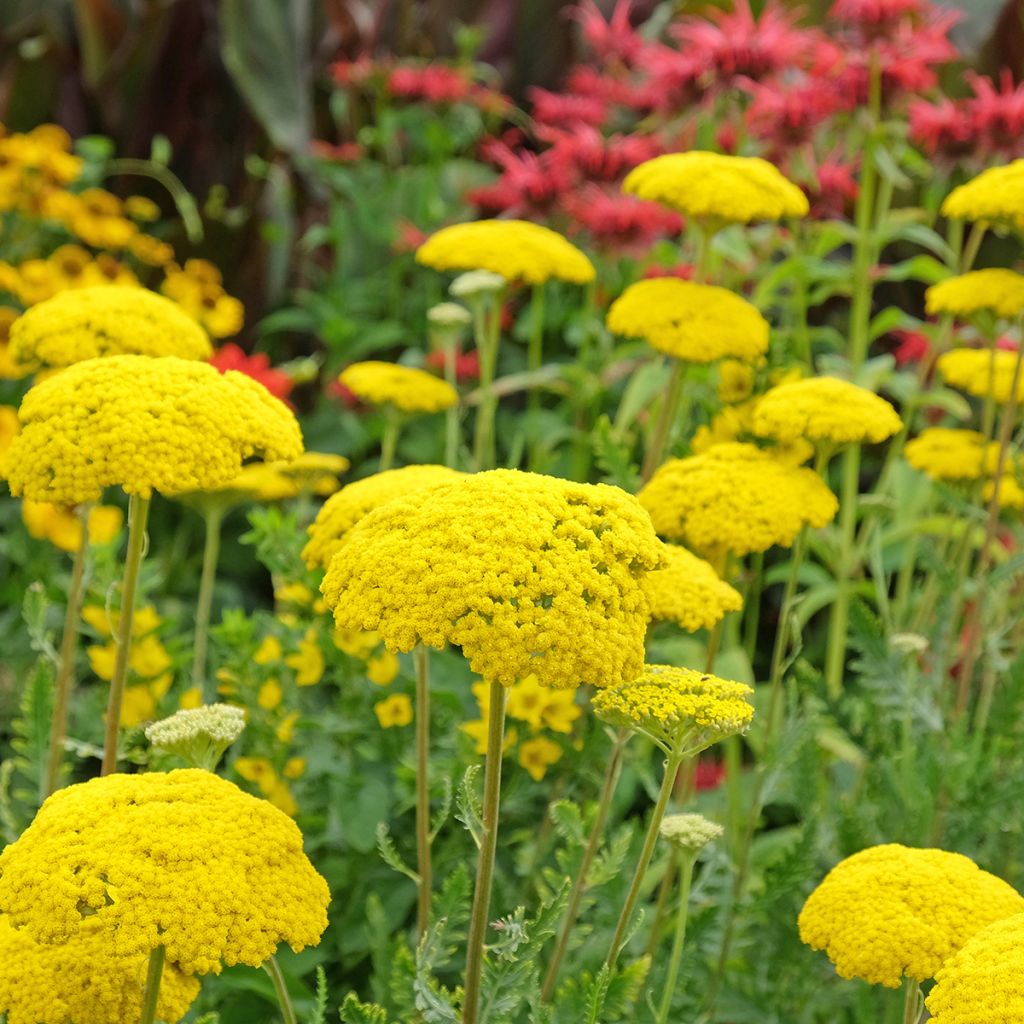 Achillea filipendulina Parker's Variety - Duizendblad