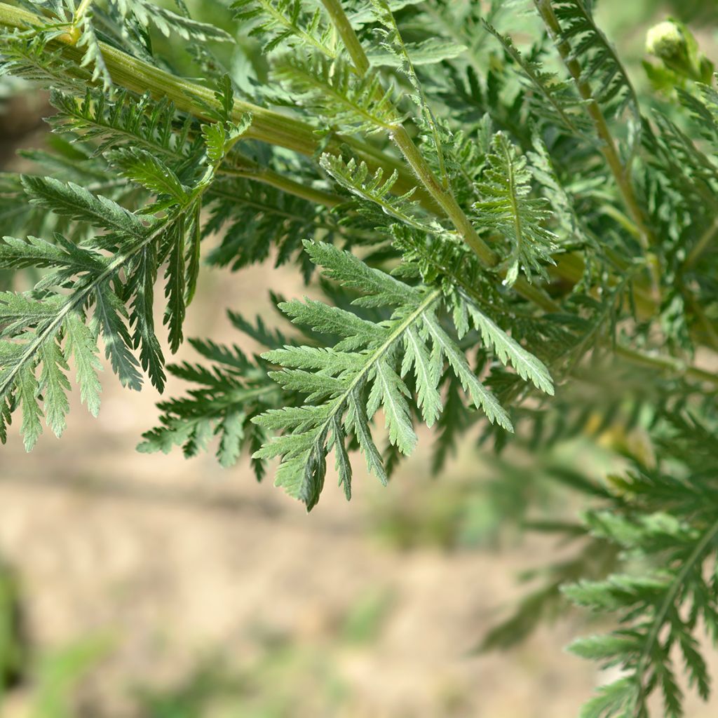 Achillea filipendulina Parker's Variety - Duizendblad