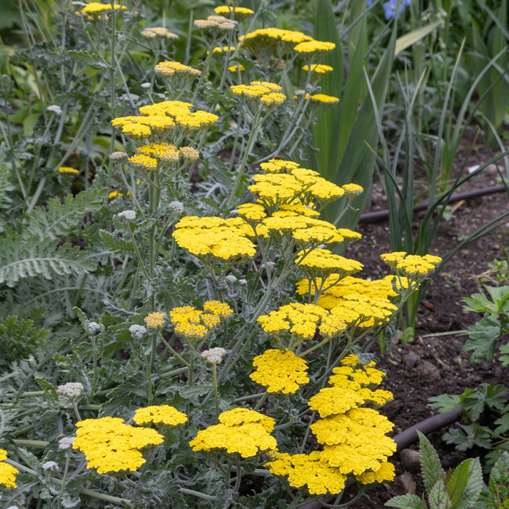 Achillea Moonshine - Duizendblad