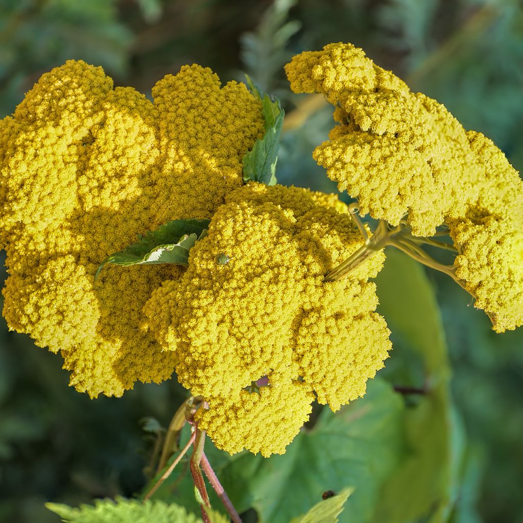 Achillea Moonshine - Duizendblad