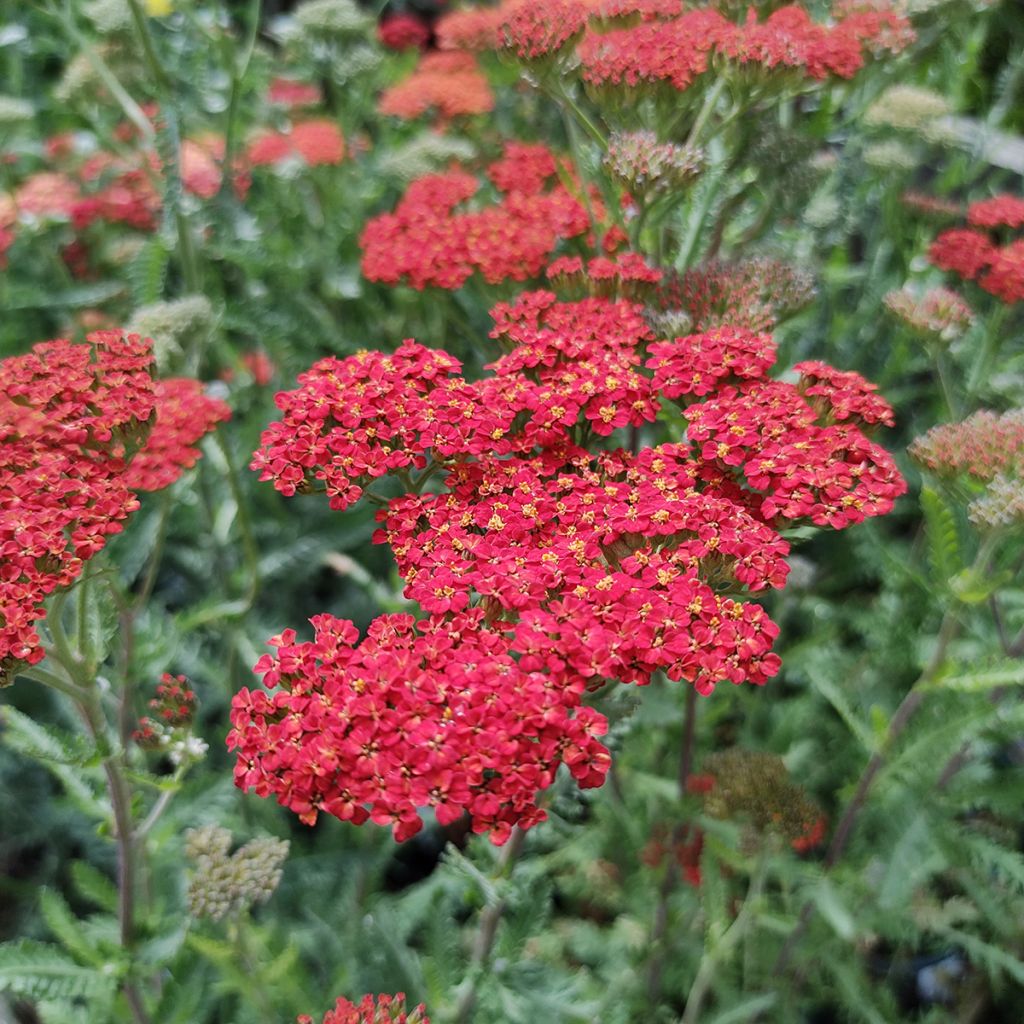 Achillea millefolium Walter Funcke - Duizendblad