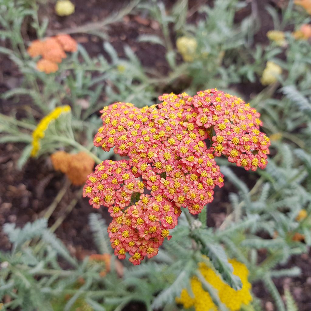 Achillea millefolium Walter Funcke - Duizendblad