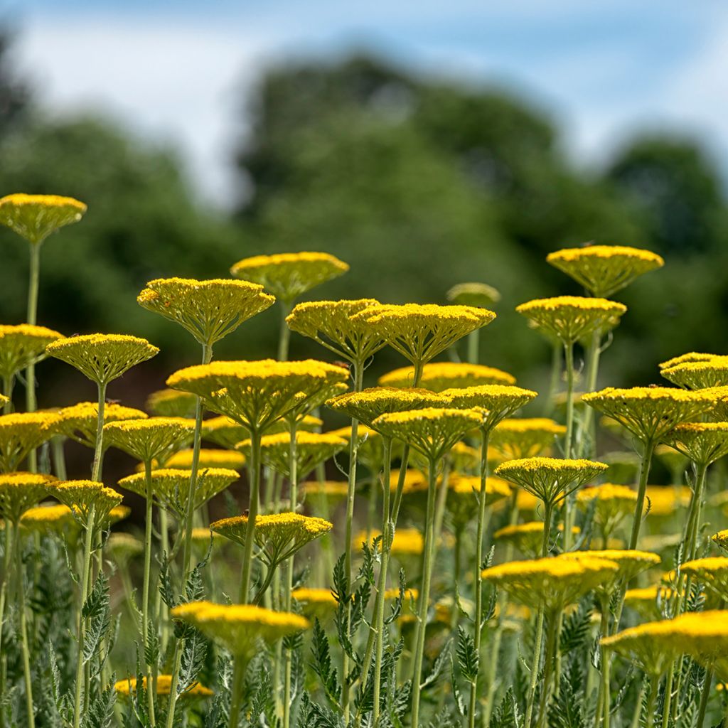 Achillea filipendulina Cloth of Gold - Duizendblad