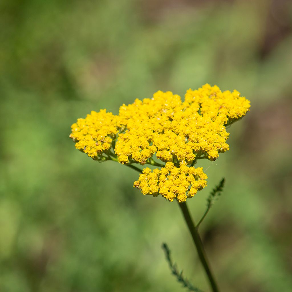 Achillea filipendulina Golden Plate - Duizendblad