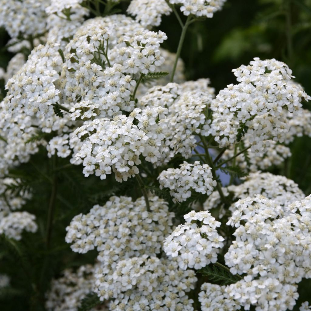 Achillea millefolium Schneetaler - Duizendblad