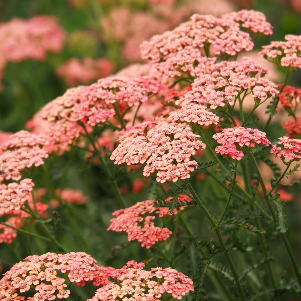 Achillea millefolium Apricot Delight - Duizendblad