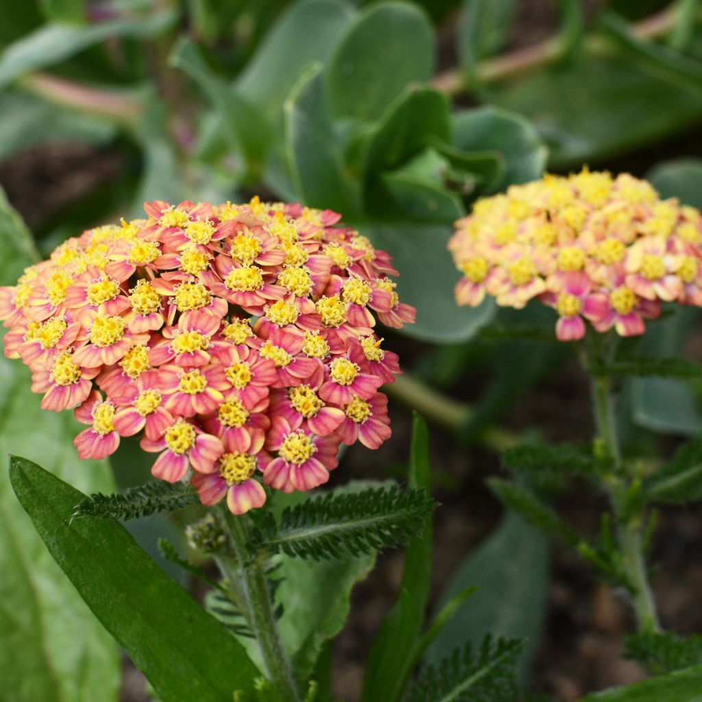 Achillea millefolium Apricot Delight - Duizendblad