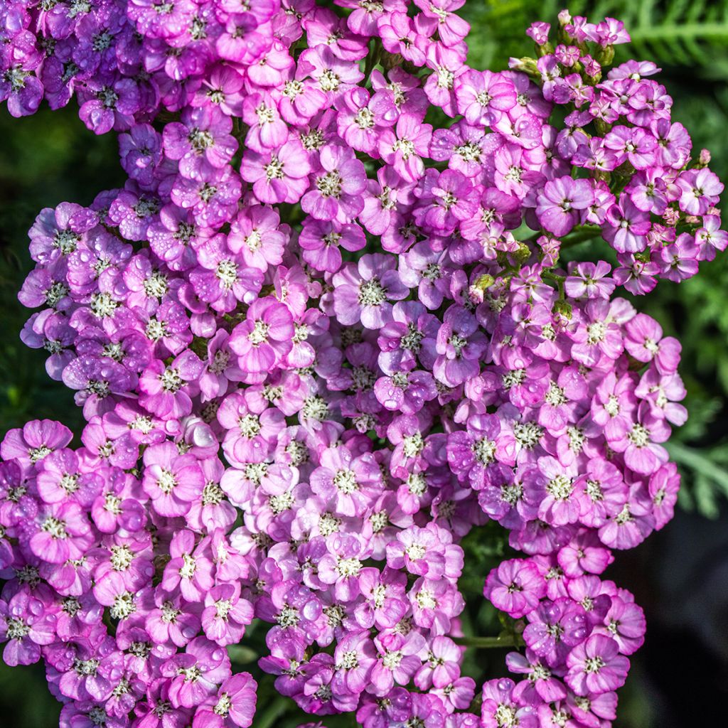 Achillea millefolium Apfelblute - Duizendblad
