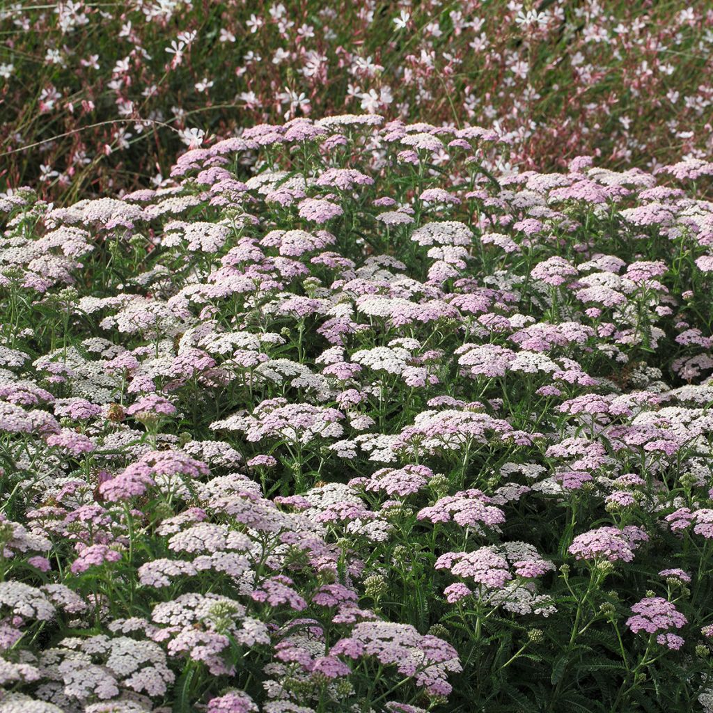 Achillea millefolium Apfelblute - Duizendblad