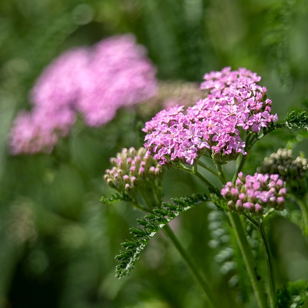 Achillea millefolium Cerise Queen - Duizendblad