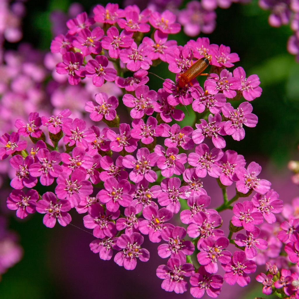 Achillea millefolium Lilac Beauty - Duizendblad