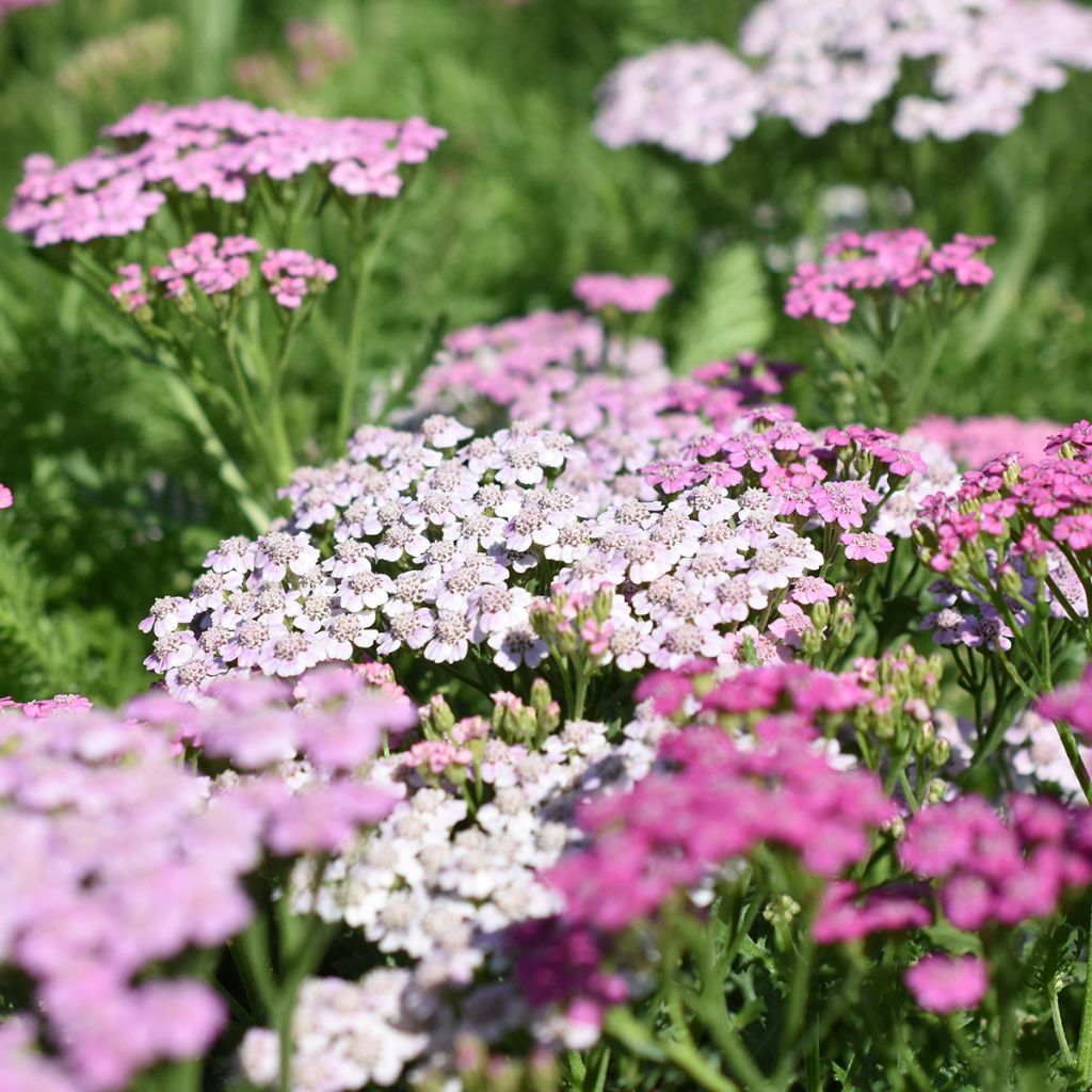 Achillea millefolium Lilac Beauty - Duizendblad
