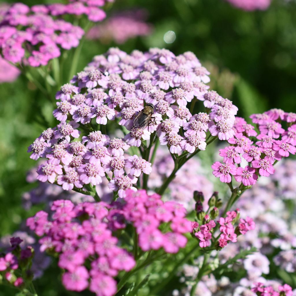 Achillea millefolium Lilac Beauty - Duizendblad