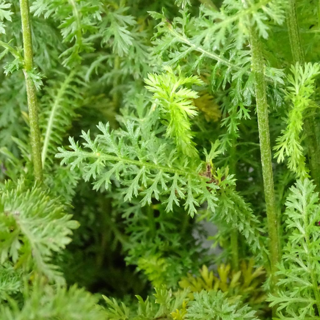 Achillée millefolium New Vintage Violet