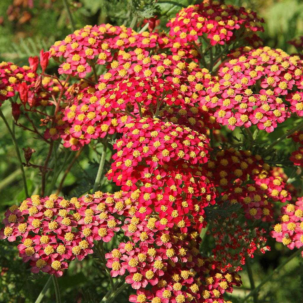 Achillea millefolium Paprika - Duizendblad