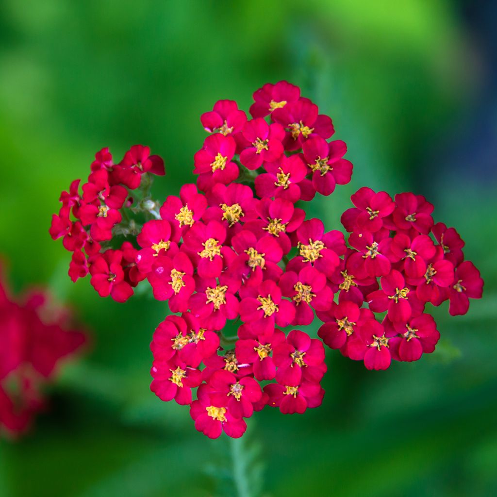 Achillea millefolium Paprika - Duizendblad