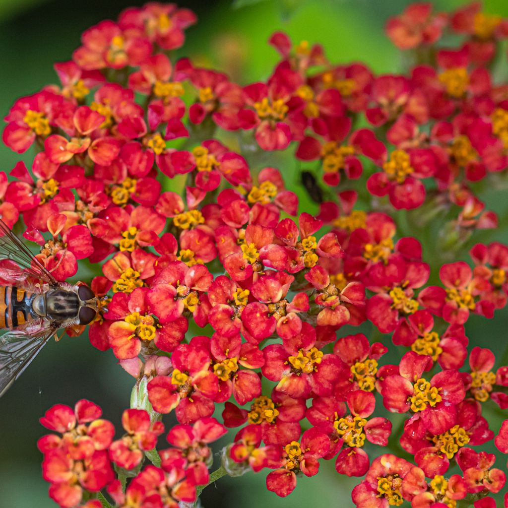 Achillea millefolium Paprika - Duizendblad