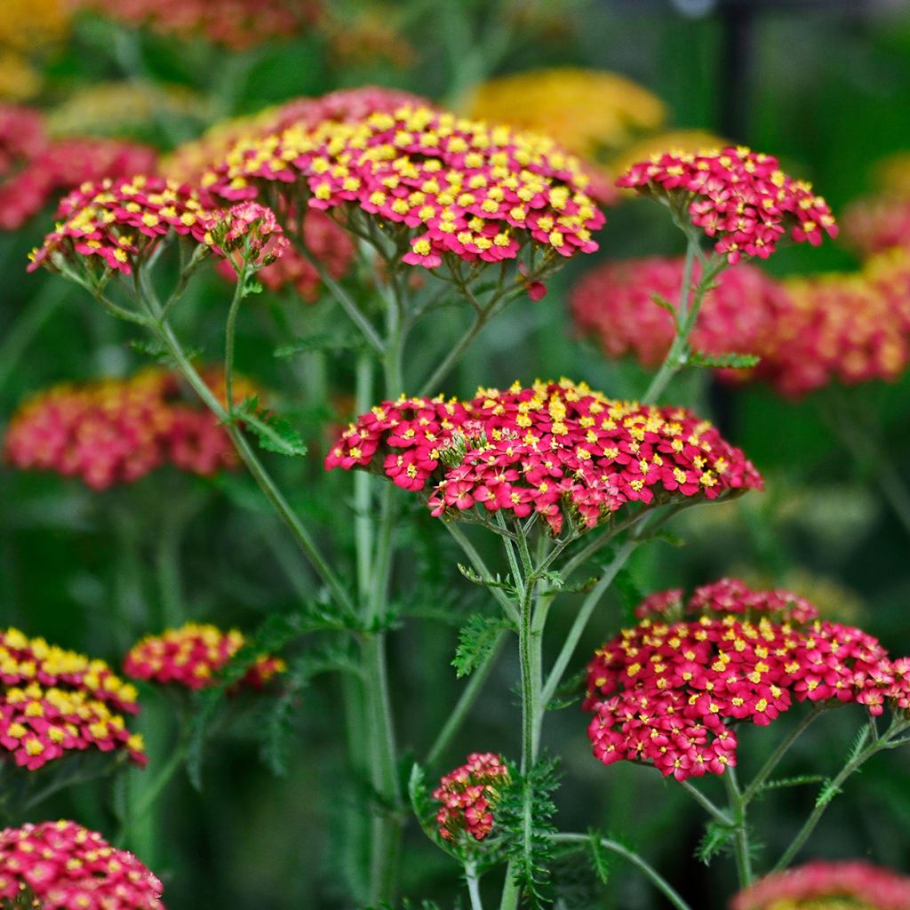 Achillea millefolium Paprika - Duizendblad