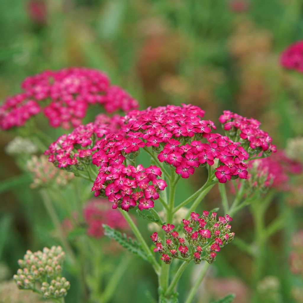 Achillea millefolium Pomegranate - Duizendblad