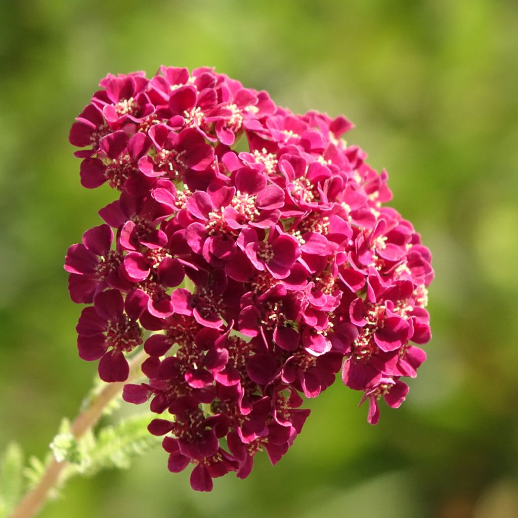 Achillea millefolium Pomegranate - Duizendblad