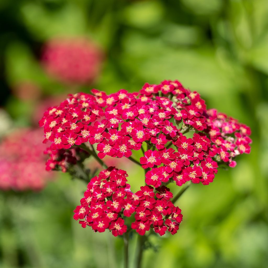 Achillea millefolium Red Velvet - Duizendblad