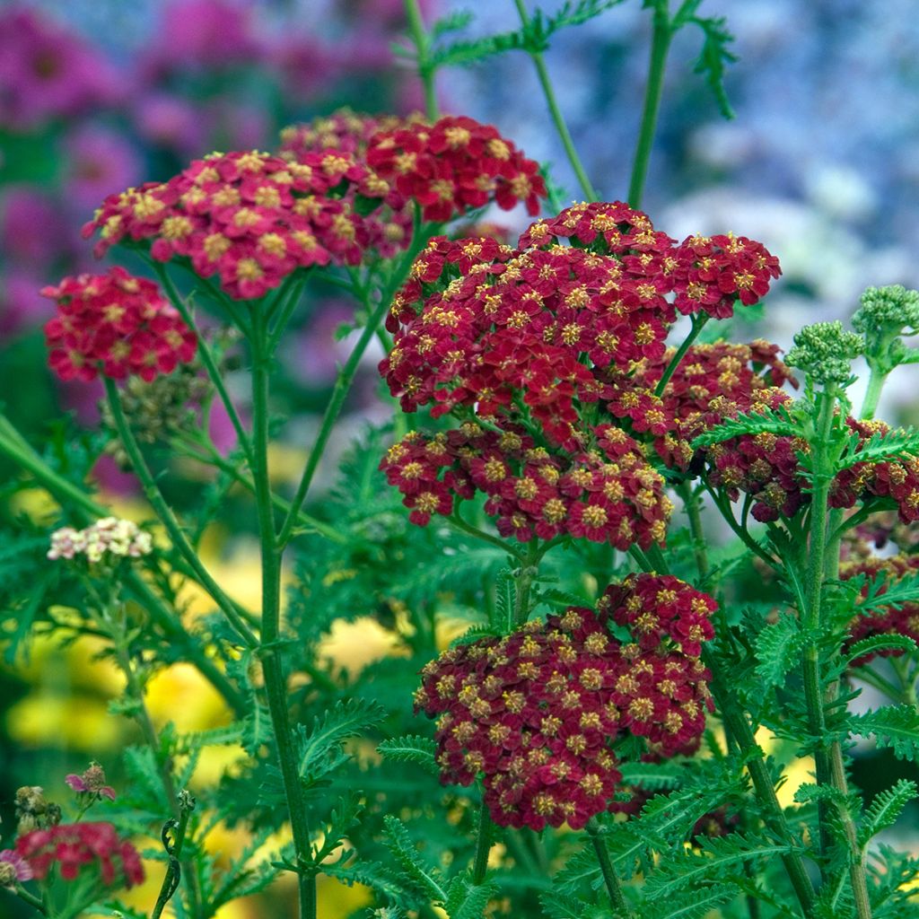 Achillea millefolium Red Velvet - Duizendblad