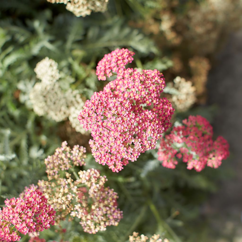 Achillea millefolium Salmon Beauty - Duizendblad