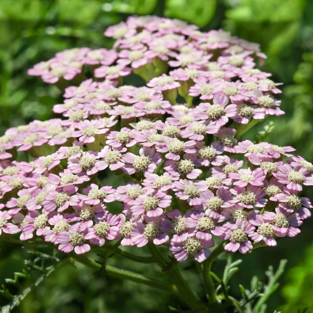 Achillea millefolium Summer Pastels - Duizendblad