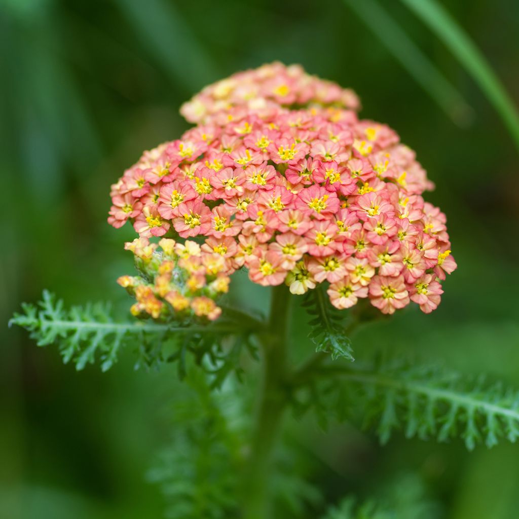 Achillea millefolium Summer Pastels - Duizendblad