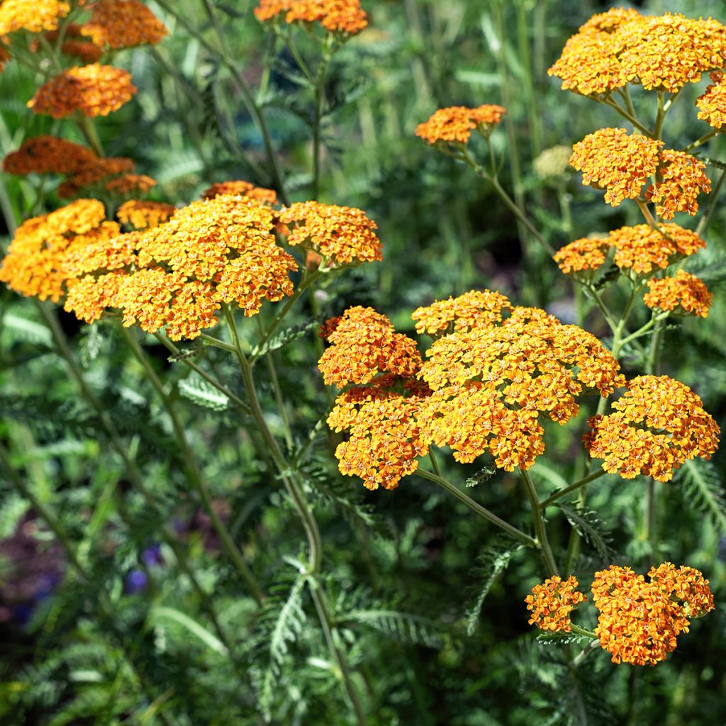 Achillea millefolium Terracotta - Duizendblad
