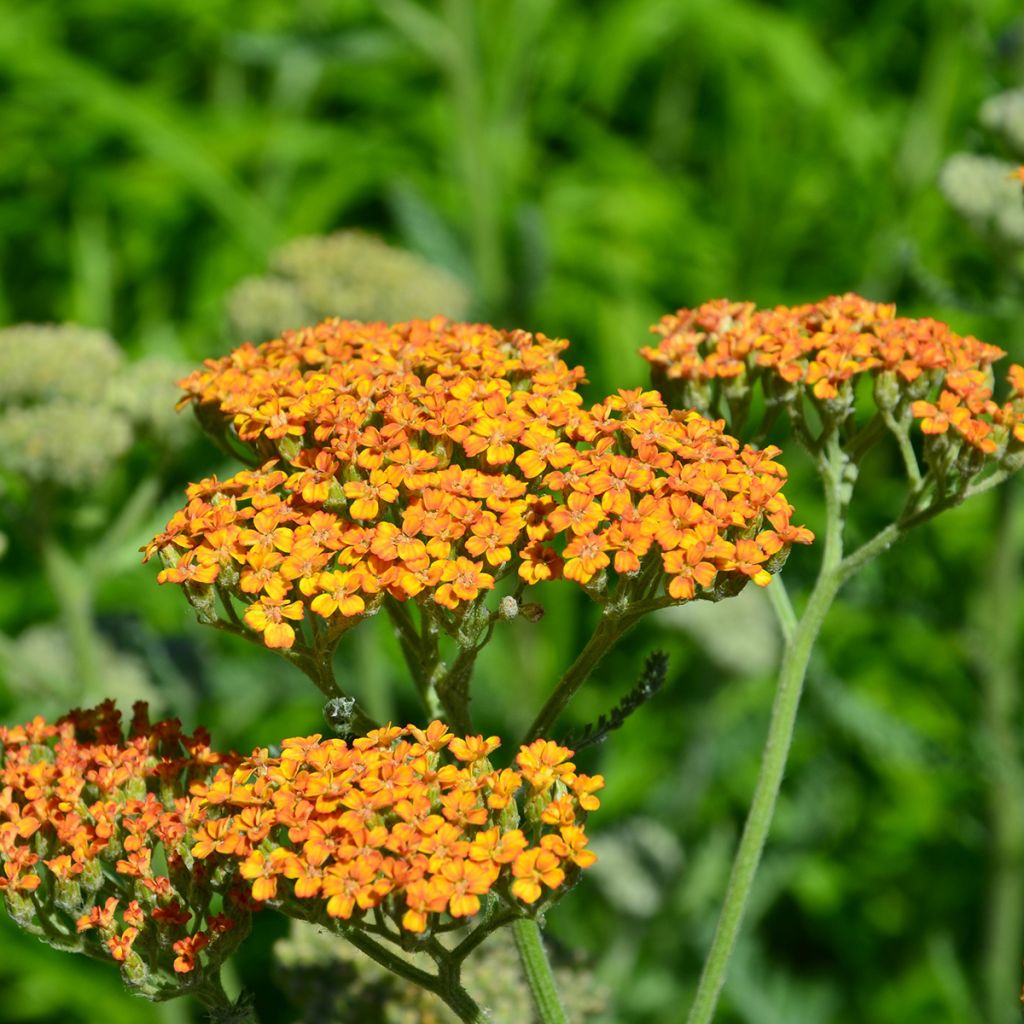 Achillea millefolium Terracotta - Duizendblad