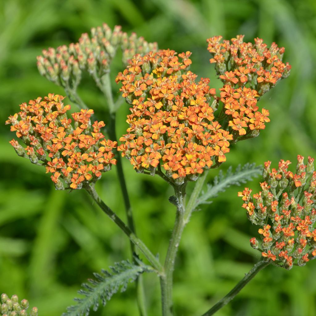 Achillea millefolium Terracotta - Duizendblad