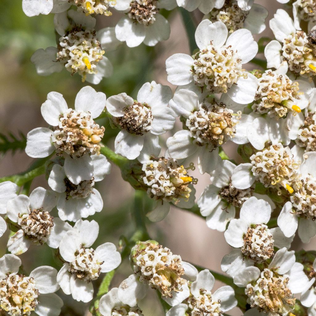 Achillea odorata - Wilde bertram