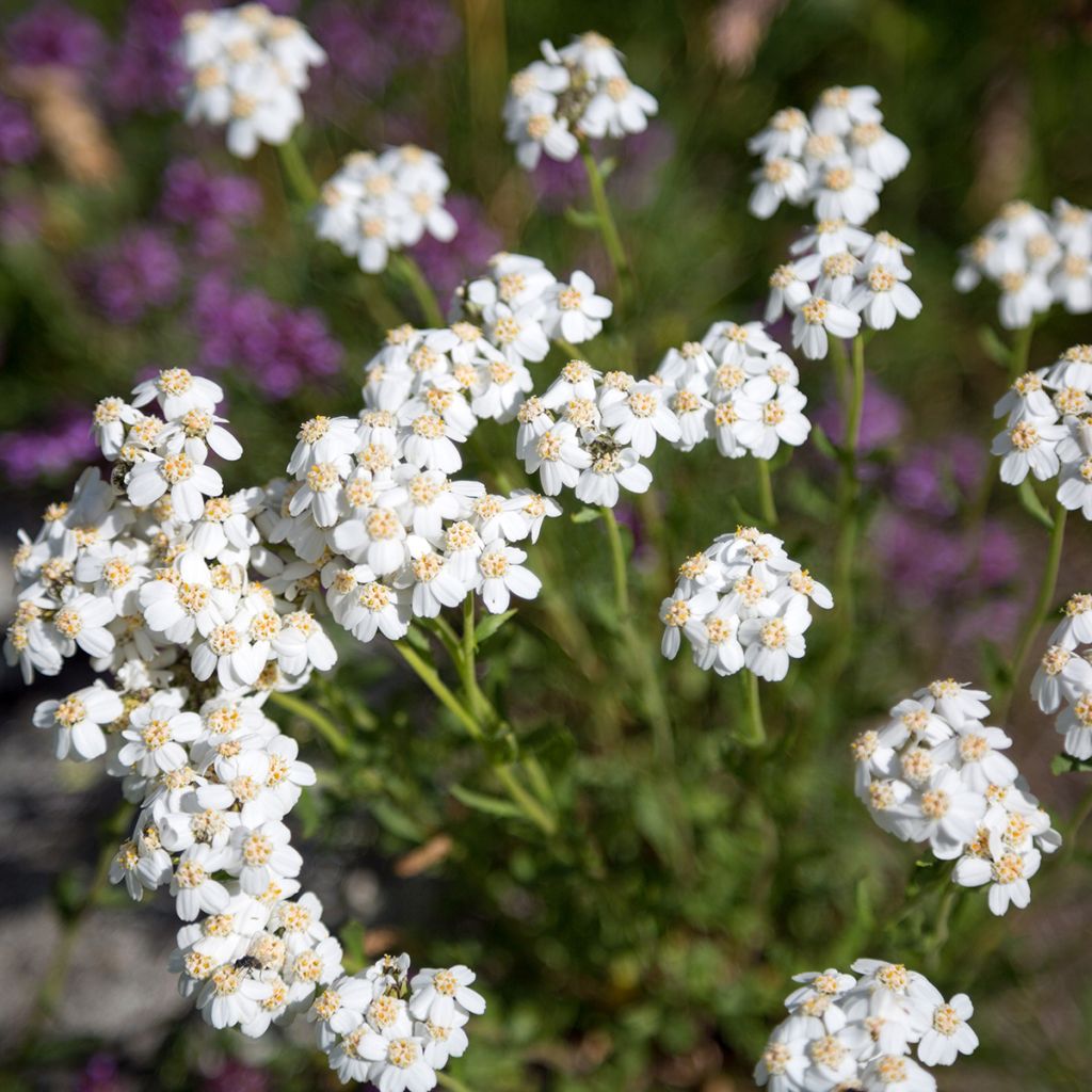 Achillea odorata - Wilde bertram