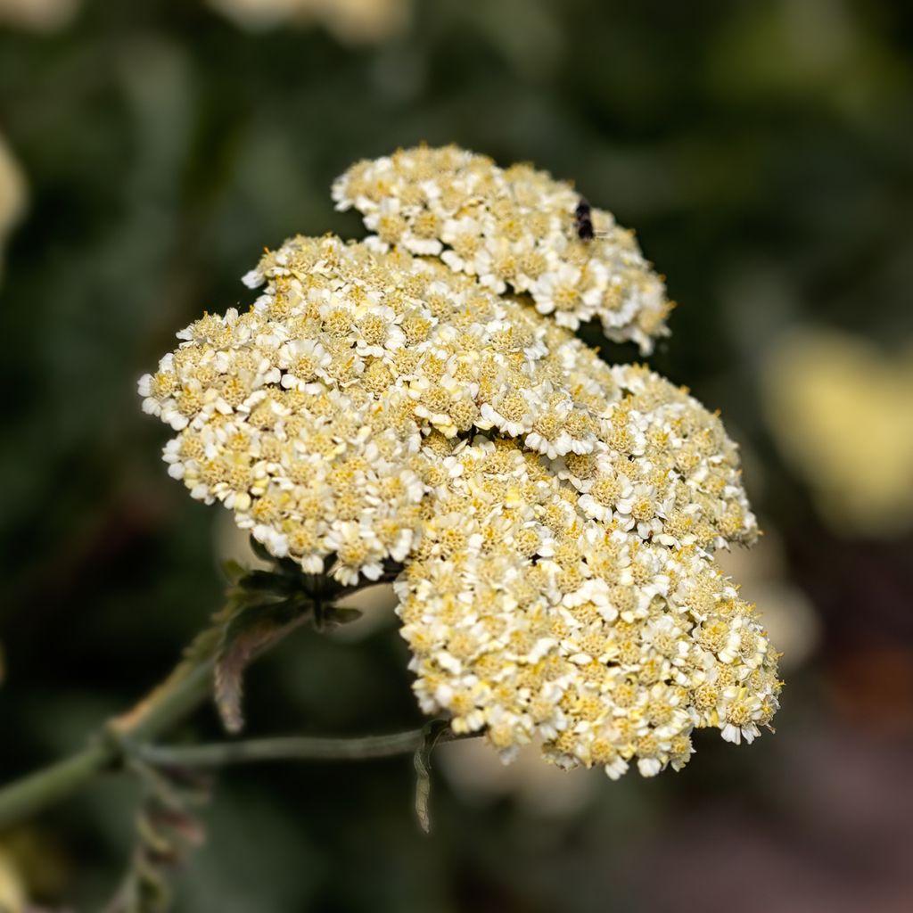 Achillea taygetea - Duizendblad